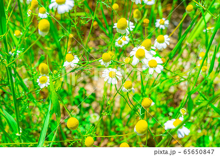 カモミールの花　【愛知県】 65650847