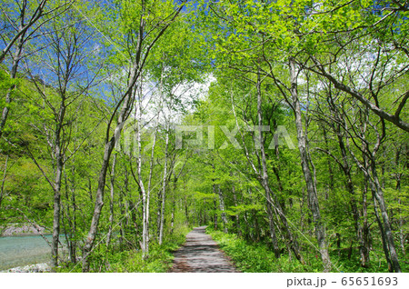 上高地の散策道（自然研究路） 65651693
