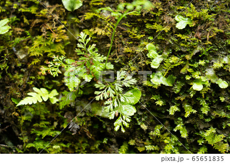 源流地帯の湿った岩肌に伸びる新緑 65651835
