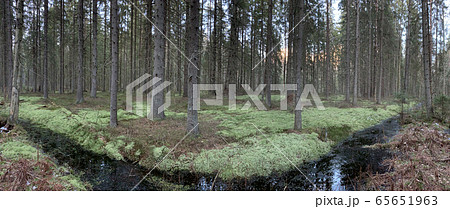 Panorama of the wild forest, a green moss, silence, bog, water reflections Panorama of the wild forest, a green moss, silence, bog, water reflections 65651963
