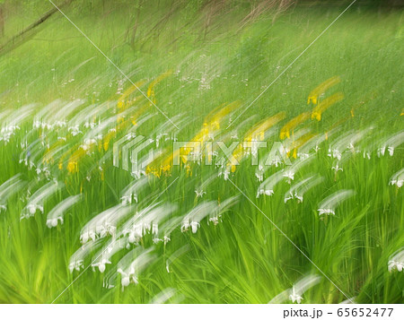 萌黄色に映える白色と黄色の花の流れるような残像 65652477