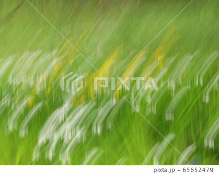 萌黄色に映える白色と黄色の花の流れるような残像 65652479