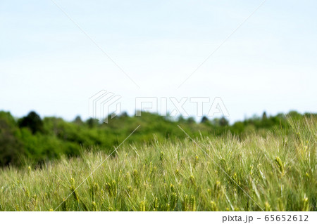 麦畑と青空のコピースペース 65652612