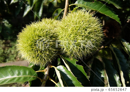 クリクリ 65652647