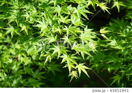 順光の中の新緑のモミジ 65652843