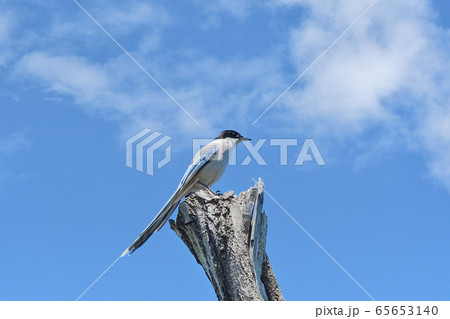 オナガ オナガ 65653140