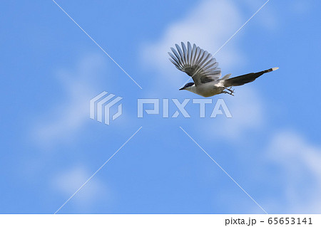 オナガ オナガ 65653141