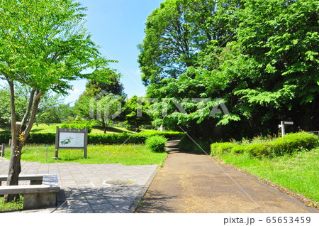 横浜市戸塚区 小雀公園 伊賀のため池前の新緑 横浜市戸塚区 小雀公園 伊賀のため池前の新緑 65653459