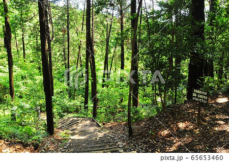 横浜市戸塚区 小雀公園雑木林散策路の新緑 横浜市戸塚区 小雀公園雑木林散策路の新緑 65653460