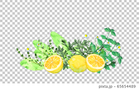 Lemon and herb watercolor Lemon and herb watercolor 65654489
