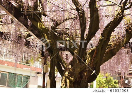 福岡県八女市 黒木の大藤 65654503