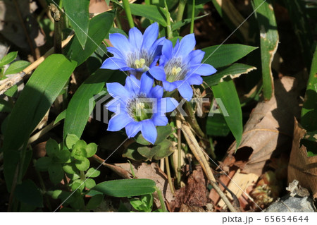 フデリンドウ~春を告げる可憐な野草 フデリンドウ~春を告げる可憐な野草 65654644