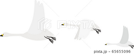 動物　白鳥　スワン 65655096