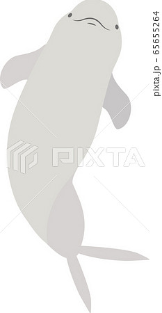 動物 スナメリ シロイルカのイラスト素材