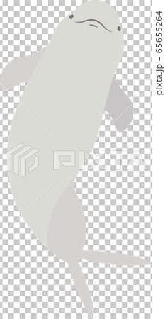 Animal porpoise white dolphin 65655264