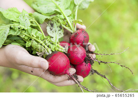 土のついたラディッシュ、二十日大根を持つ子供手元 65655265