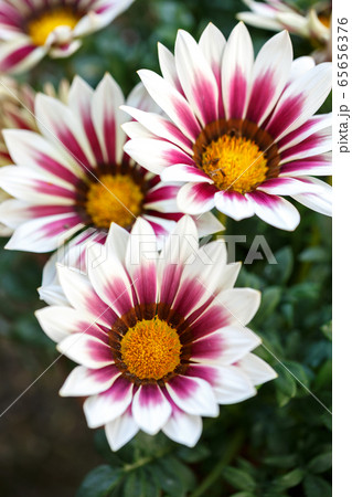 ガザニアの花の写真素材