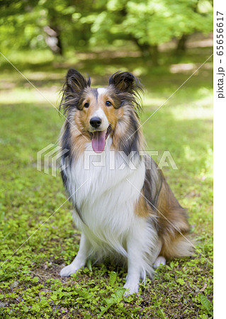 シェルティー（お座りポーズ） 屋外でお座りするシェルティー成犬の写真素材 [65656617] - PIXTA