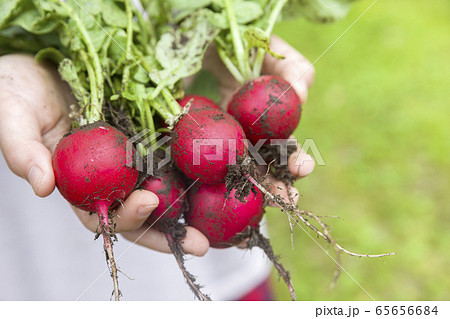 土のついたラディッシュ、二十日大根を持つ子供手元 65656684