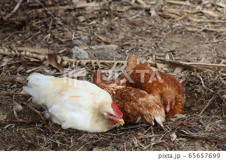 The Rhode Island red hen is sleep and rest on The Rhode Island red hen is sleep and rest on 65657699