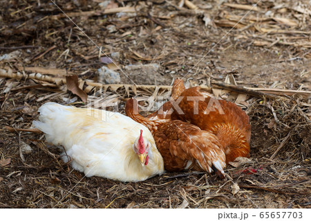 The Rhode Island red hen is sleep and rest on 65657703