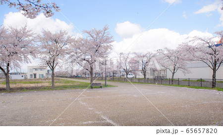 遊歩道の桜 秋田県 遊歩道の桜 秋田県 65657820