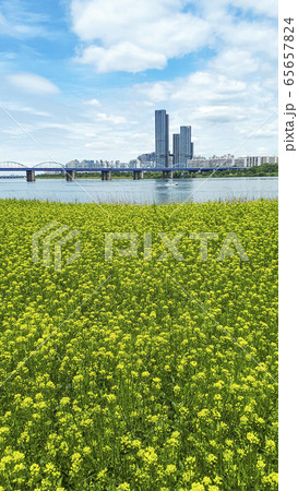 菜の花 ソレソム 高層ビル 65657824