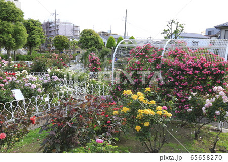 青和バラ公園 東京都足立区青井 青和バラ公園 東京都足立区青井 65658270