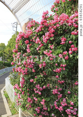青和バラ公園 東京都足立区青井 青和バラ公園 東京都足立区青井 65658291