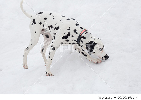 Dalmatian Puppy On White Snow In The Winter Park の写真素材