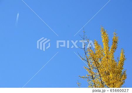 青空･イチョウの葉･ひこうき雲（秩父ミューズパーク／埼玉県秩父市） 65660027