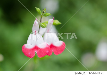 チェリーセージ_クローズアップ 65660178