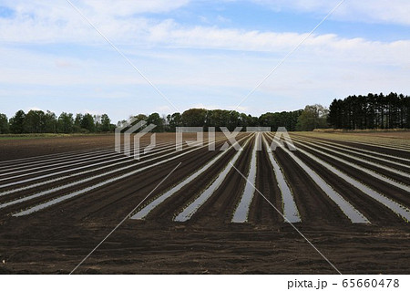 北海道の景色・畑 65660478