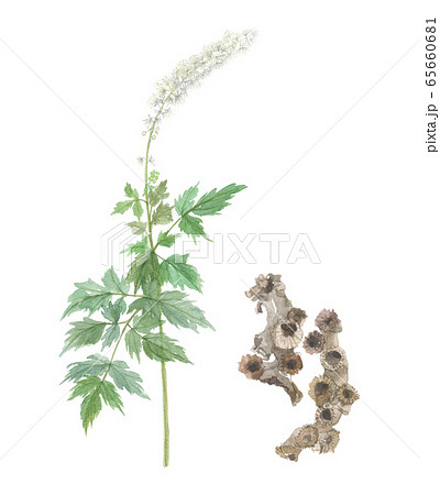 サラシナショウマ 花と根 サラシナショウマ 花と根 65660681