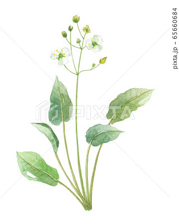 サジオモダカ サジオモダカ 65660684