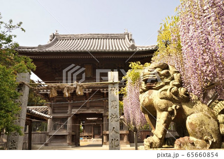 福岡県小郡市 大中臣神社の楼門と藤 65660854