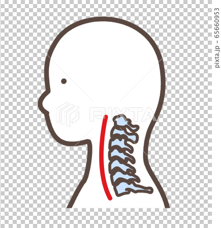 Straight neck Normal smartphone neck, etc. 65660953