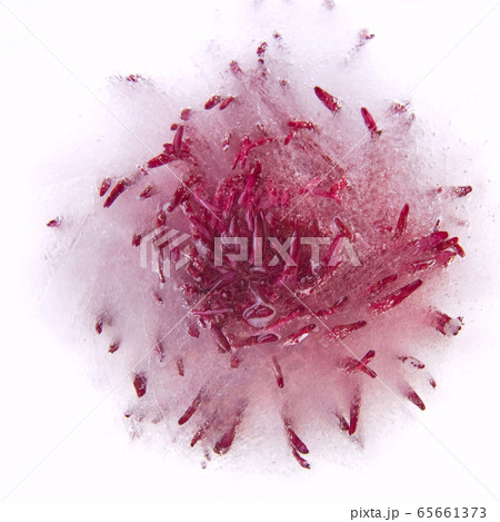 Background of aster   flower    in ice   cube with 65661373