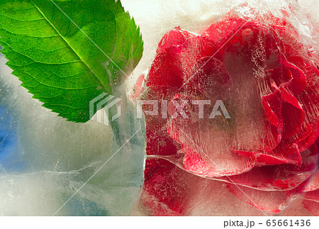 Background of rose  flower    in ice   cube with 65661436