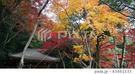 紅葉がきれいな秋の定光寺 紅葉がきれいな秋の定光寺 65661535