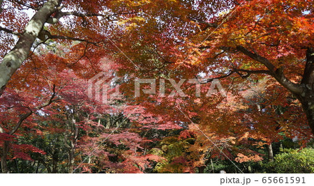 紅葉がきれいな秋の定光寺 紅葉がきれいな秋の定光寺 65661591