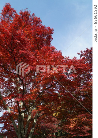 紅葉がきれいな秋の定光寺 紅葉がきれいな秋の定光寺 65661592