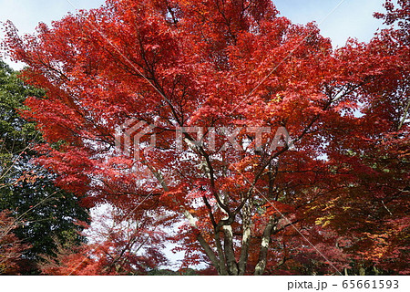 紅葉がきれいな秋の定光寺 紅葉がきれいな秋の定光寺 65661593