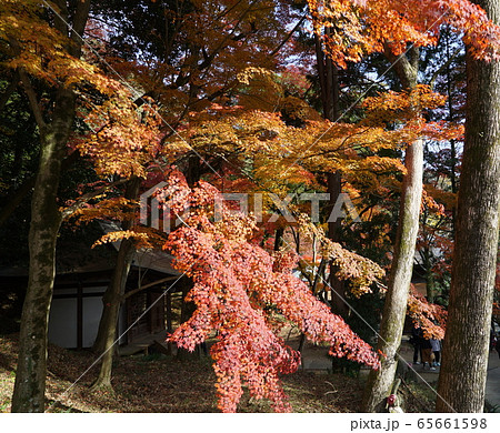 紅葉がきれいな秋の定光寺 紅葉がきれいな秋の定光寺 65661598