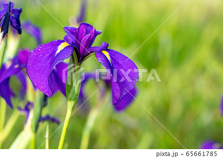 三重県　斎宮のハナショウブ群落 65661785