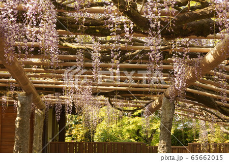 福岡県筑紫野市 武蔵寺の藤の写真素材