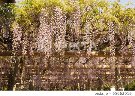 福岡県筑紫野市 武蔵寺の藤の写真素材
