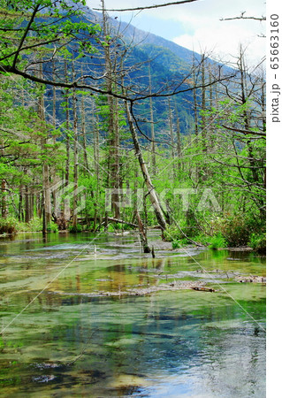 麗しき北アルプス　その2005　：　　新緑の上高地　その2005 65663160