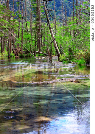 麗しき北アルプス　その2005　：　　新緑の上高地　その2005 65663162