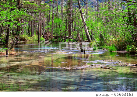 麗しき北アルプス　その2005　：　　新緑の上高地　その2005 65663163